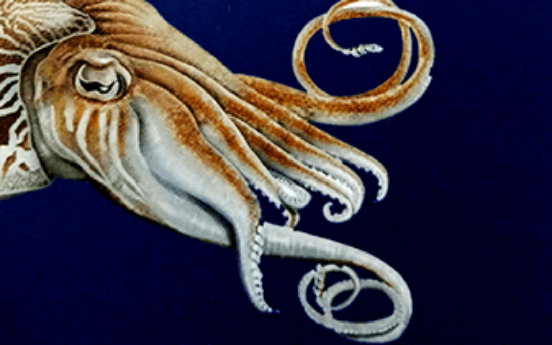 En el ojo de la sepia