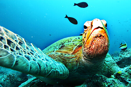 Foto de una tortuga marina - © REUTERS/Peter Andrews