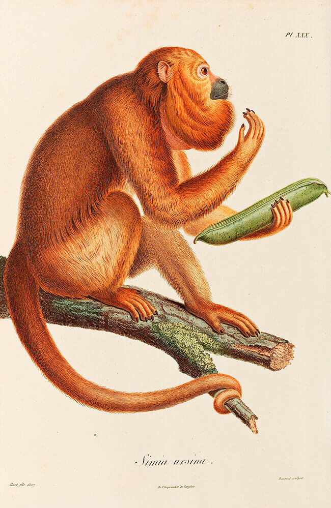 Simia ursina (mono aullador)